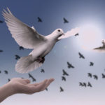 Dove - A World of Peace
