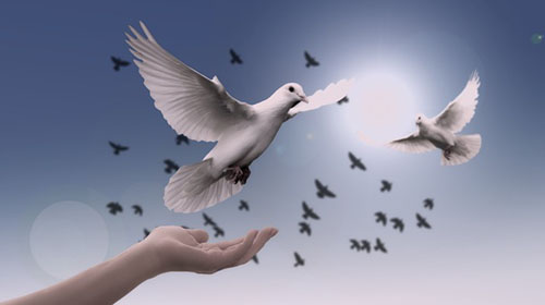 Dove - A World of Peace